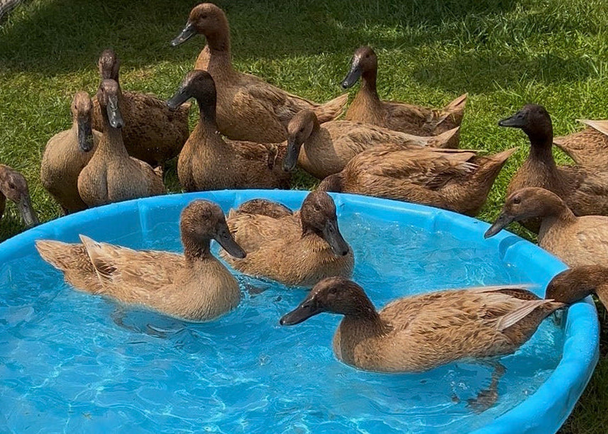 Duck Eggs