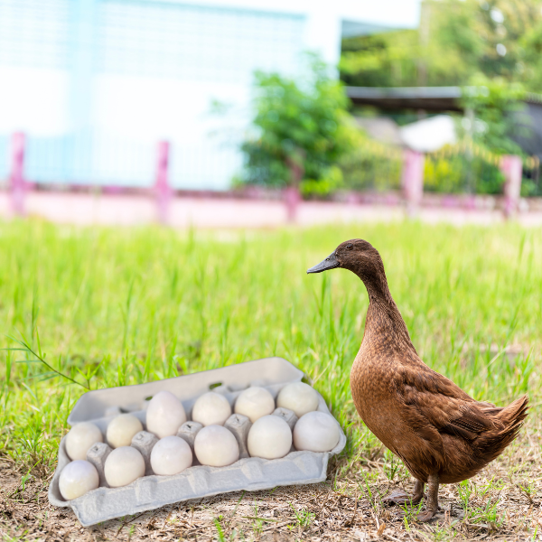 Duck Eggs